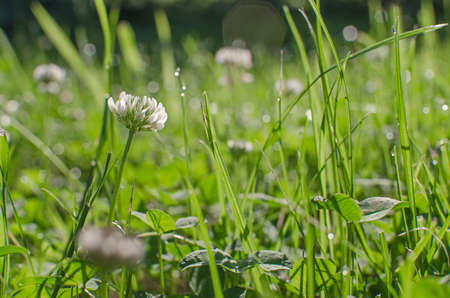Grass, clover growing in forest or field on fresh air wonderful backgroundの写真素材