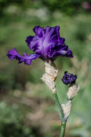 Irises are wonderful flowers to decorate the yard near the gazebo or in the garden in the spring...