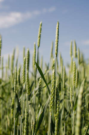Spikelets of wheat growing outdoors, good harvest, very flour and bread on a limited backgroundの写真素材