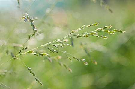Fresh juicy green grass for summer backgroundの写真素材