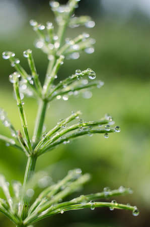 Green horsetail outdoors grows in the morning with dew and on a bokeh backgroundの写真素材