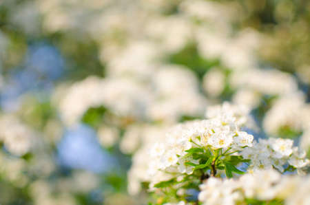 Lovely delicate cherry blossom in warm spring weather for background and beautiful infusion