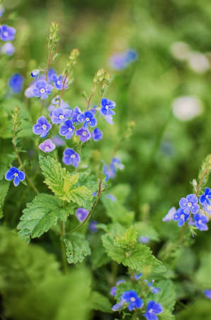 Little spring blue Veronica flowers bloom outdoors on the lawn