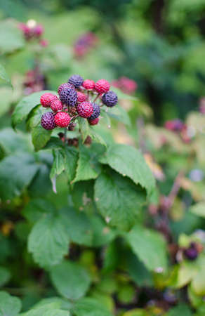 raspberry Shrub 1-2 m tall with annual vegetative shoots and woody biennial stems that form flowering shootsの写真素材