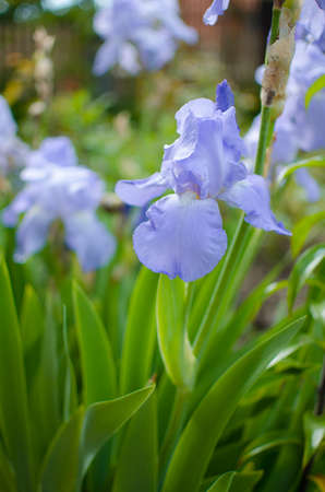 Irises are wonderful flowers to decorate the yard near the gazebo or in the garden in the spring...
