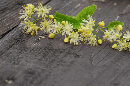 Aromatic hot linden tea in a cup for morning relaxation or warming by the fireplace from a coldの写真素材