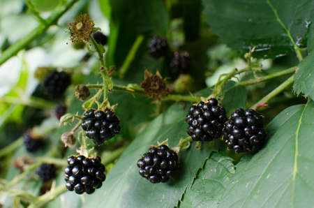 raspberry Shrub 1-2 m tall with annual vegetative shoots and woody biennial stems that form...