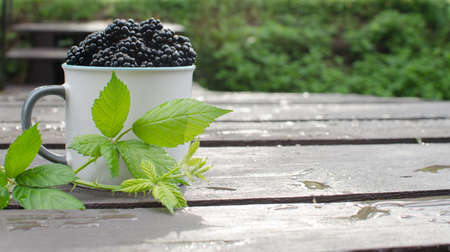raspberry Shrub 1-2 m tall with annual vegetative shoots and woody biennial stems that form flowering shootsの写真素材