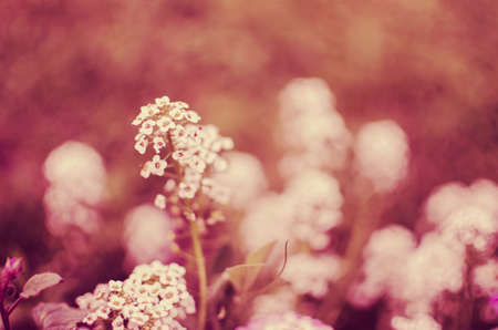 Fresh wildflowers bloom on the field on a beautiful sunny summer day for a bouquetの写真素材