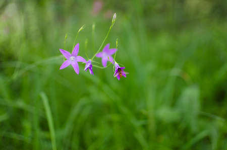 CampÃ¡nula The name of the genus comes from the Latin word meaning bell and is associated with the...