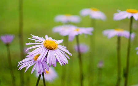 Beautiful fresh daisies bloom outdoors in the field on a summer sunny dayの写真素材