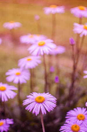 Beautiful fresh daisies bloom outdoors in the field on a summer sunny dayの写真素材