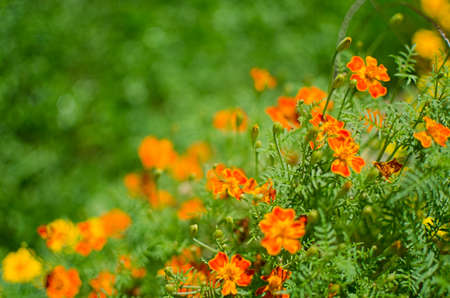 Beautiful marigolds bloom outdoors in summerの写真素材