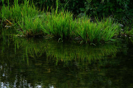 Fresh juicy green grass for summer background