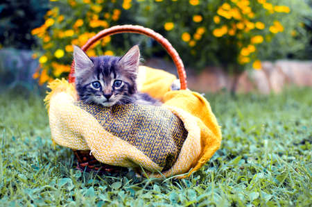 Funny little cat walking outdoors near homeの写真素材