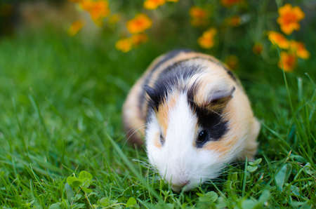 Grazing guinea pig on grass on a beautiful sunny spring day with good mood