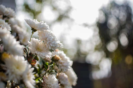 Autumn chrysanthemum flowers grow in the fresh airの写真素材
