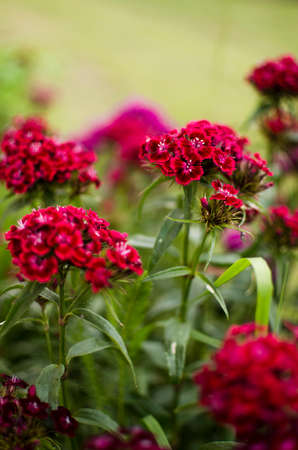 Colorful carnation flowers bloom outdoors to decorate flower beds in summerの写真素材