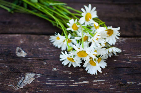 Beautiful fresh daisies bloom outdoors in the field on a summer sunny dayの写真素材
