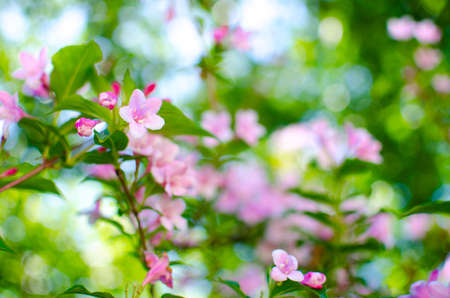 Delicate white jasmine flowers for good aroma and relaxation outdoors or in a room in the spa