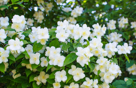 Delicate white jasmine flowers for good aroma and relaxation outdoors or in a room in the spaの写真素材