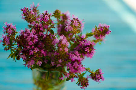 Thyme is a genus of shrubs and semi-shrubs of the labiate family. Homeland are temperate regions of Greenland, Europe, North Africa, Asiaの写真素材