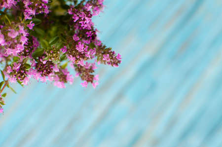 Thyme is a genus of shrubs and semi-shrubs of the labiate family. Homeland are temperate regions of...