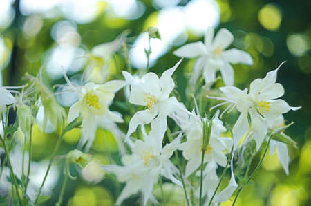 Beautiful aquilegia flowers bloom outdoors in spring for bouquets and flower bed decorationsの写真素材