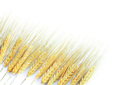 Spikelets of wheat growing outdoors, good harvest, very flour and bread on a limited backgroundの写真素材
