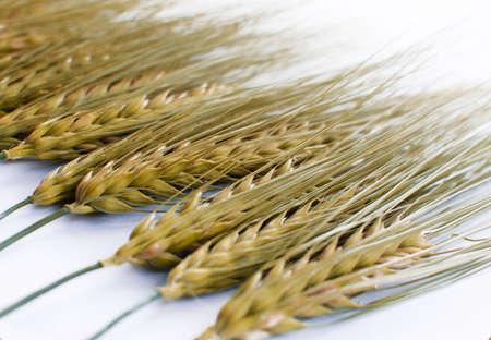 Spikelets of wheat growing outdoors, good harvest, very flour and bread on a limited backgroundの写真素材