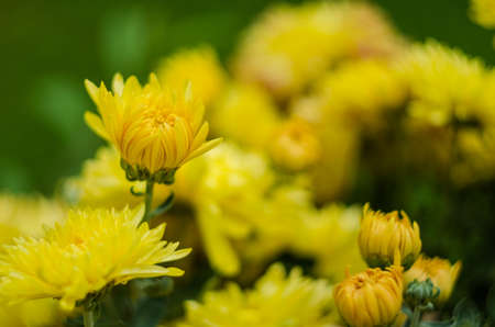 Autumn chrysanthemum flowers grow in the fresh airの写真素材
