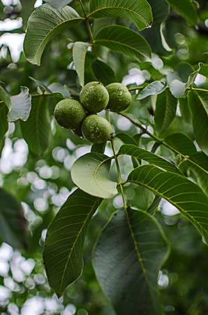 Eating nuts for good brain function, good feeling and maintaining the diet of the human body
