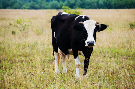 The word "cow" means a female of the species, and "domestic bull" or "domestic bull" - a male. Bred for meat, skin and milk.の写真素材