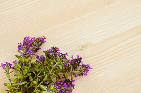 Thyme is a genus of shrubs and semi-shrubs of the labiate family. Homeland are temperate regions of Greenland, Europe, North Africa, Asiaの写真素材