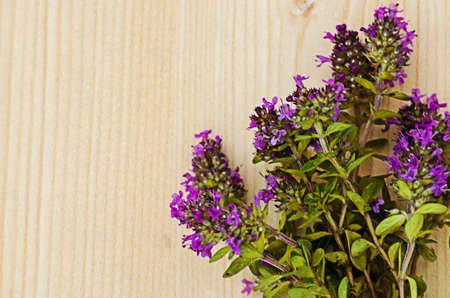 Thyme is a genus of shrubs and semi-shrubs of the labiate family. Homeland are temperate regions of...