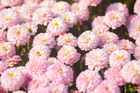 Autumn chrysanthemum flowers grow in the fresh airの写真素材