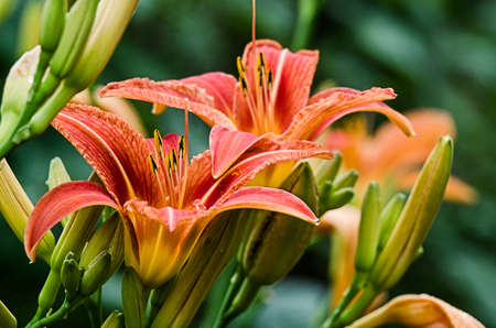 A fragrant bouquet of lily flowers for a gift or storage in a vase