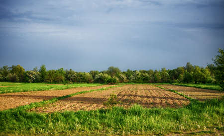 Boundless field with green grass for a good rest or sowing of cereals