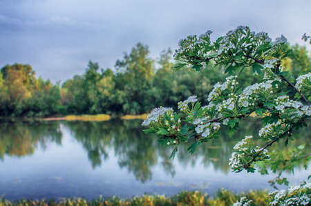Lovely delicate cherry blossom in warm spring weather for background and beautiful infusion