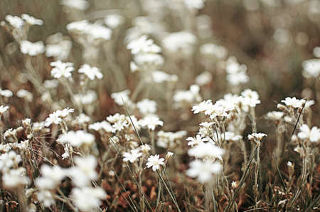 Fresh wildflowers bloom on the field on a beautiful sunny summer day for a bouquet