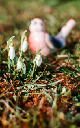 Little first spring flowers of snowdrops bloom outdoors in the spring for the March 8 holidayの写真素材