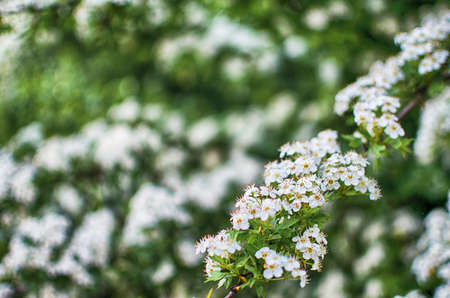 Lovely delicate cherry blossom in warm spring weather for background and beautiful infusionの写真素材