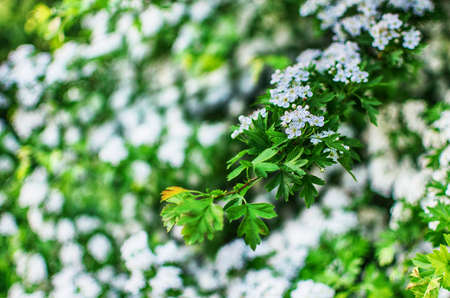 Wild hawthorn bush blooms with abundant white flowers in spring and gives small red fruits for tea or medicinal properties.の写真素材