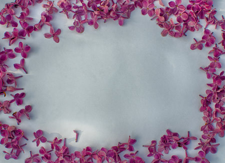 Blooming branch of lilac in the open air blooms in May for a beautiful bouquet of flowersの写真素材