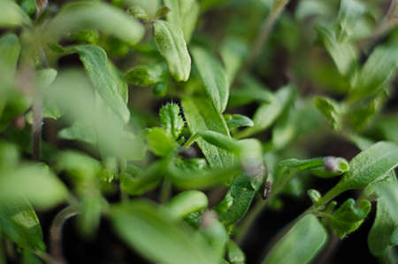 Little green sprouts appeared from the ground on a sunny spring day