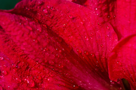 A fragrant bouquet of lily flowers for a gift or storage in a vaseの写真素材