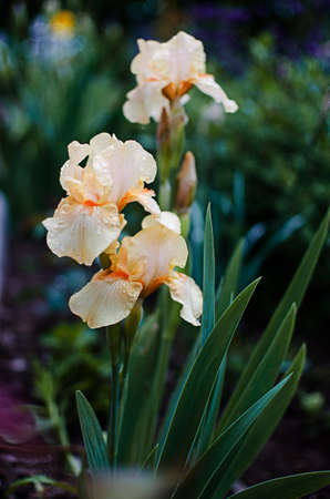 Irises are wonderful flowers to decorate the yard near the gazebo or in the garden in the spring...