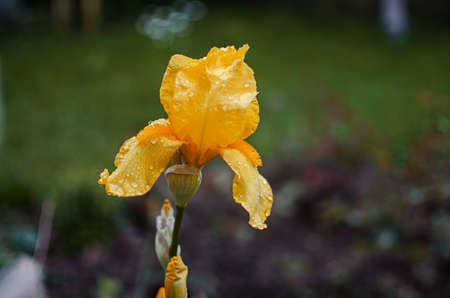 Irises are wonderful flowers to decorate the yard near the gazebo or in the garden in the spring outdoorsの写真素材