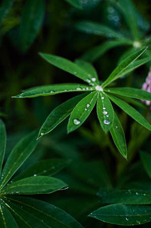 Abstraction growing green leaves on a light backgrodの写真素材