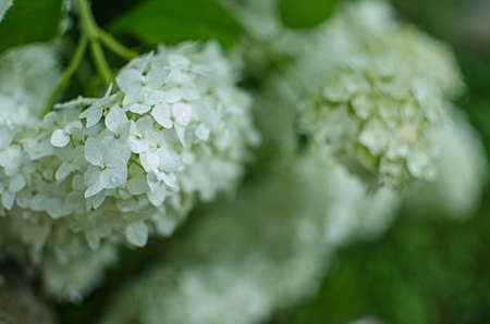 Cute and lovely hydrangea flowers for summer bouquet